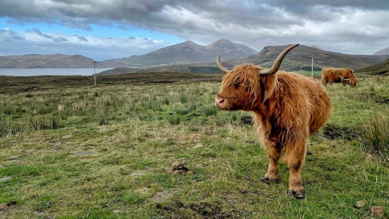 Wild Scotland IPF 2021